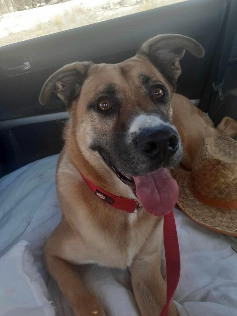 Amos