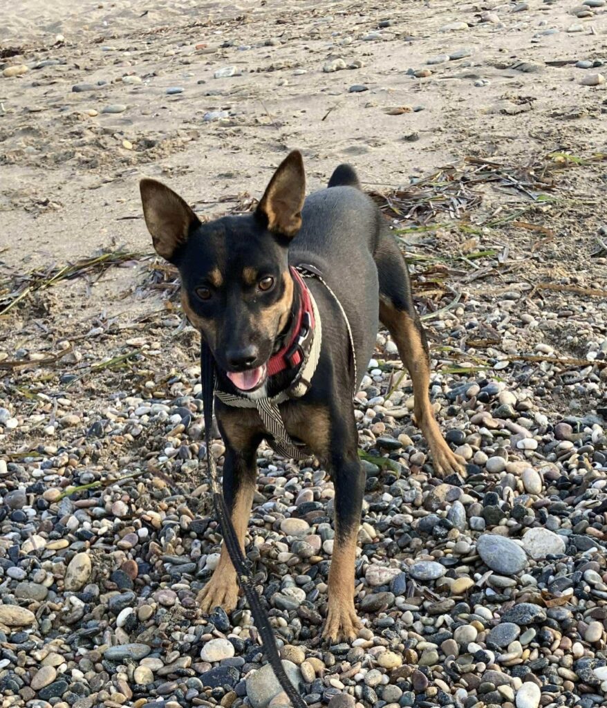 Ernie (Dec)