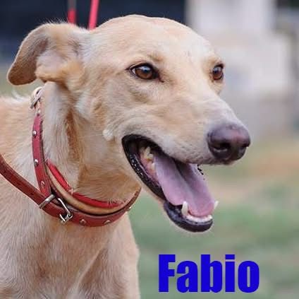 Fabio