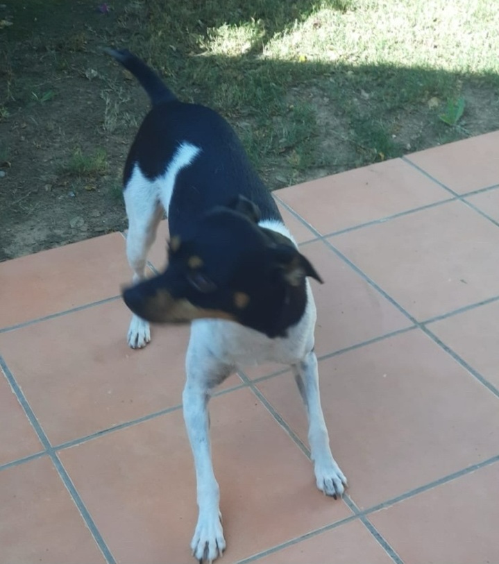 Do You Recognise this Dog?