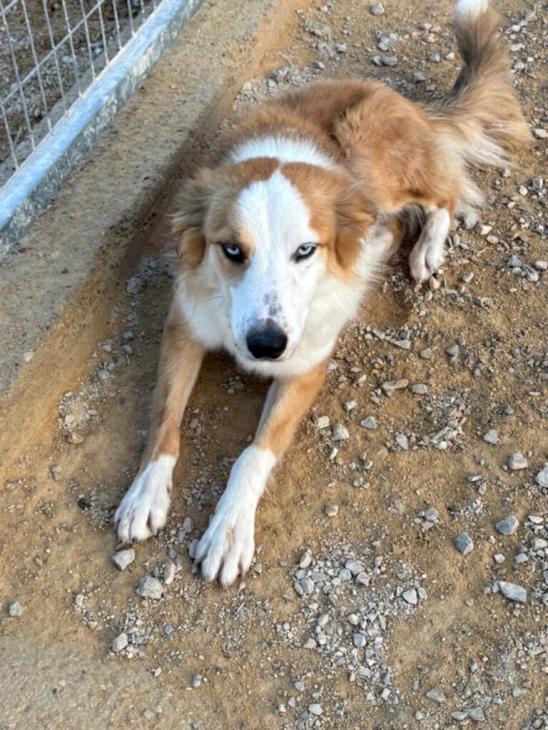 Update on Collie Boy, we’ve now called Kyle