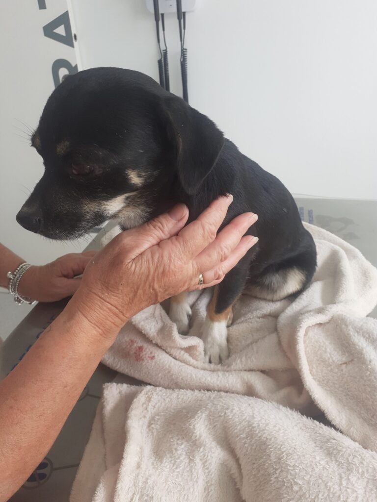Olly Prepped for First Op