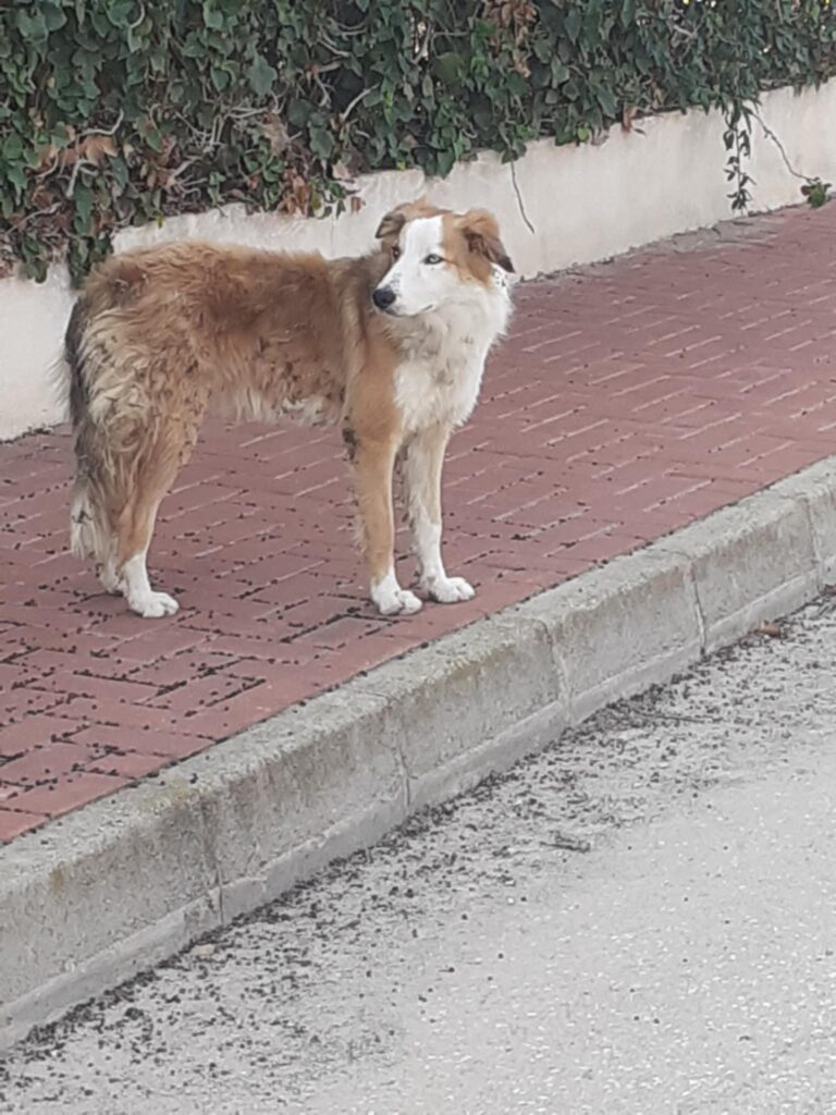 Sweet Collie Boy Found on Camposol