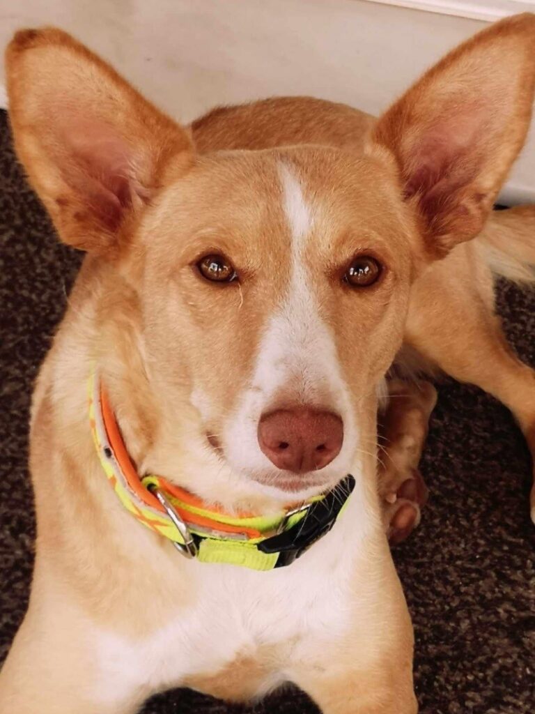 Amber