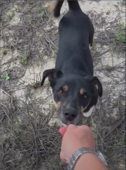 Can You Help Bowie Learn to Trust?