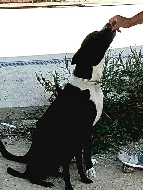 Chico; a Slave to Treats!