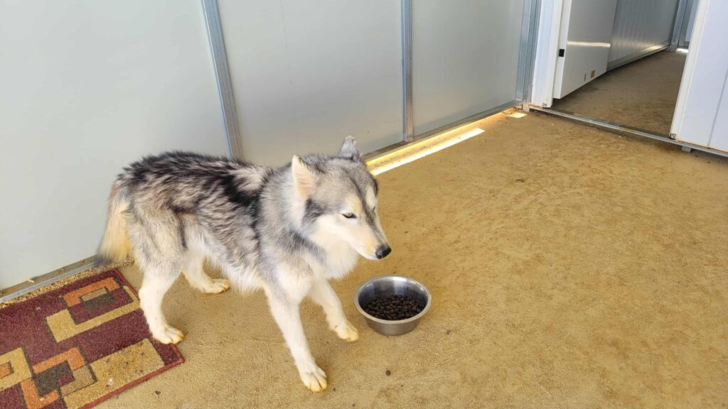 Do You Know This Male Dog Found 1st November 2025?