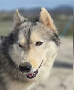 Friendly Male Northern Inuit Found on Campsol