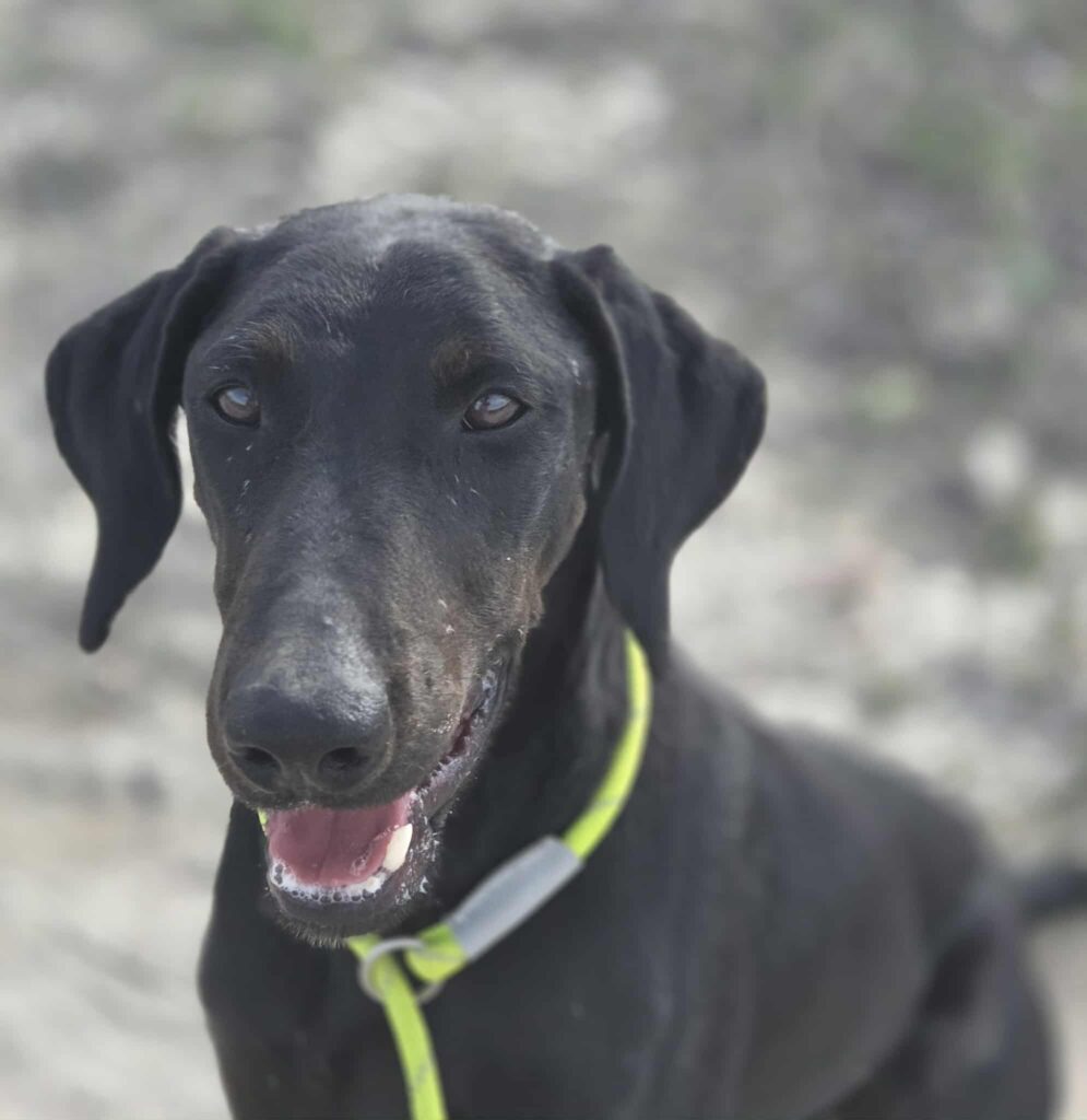 Louie