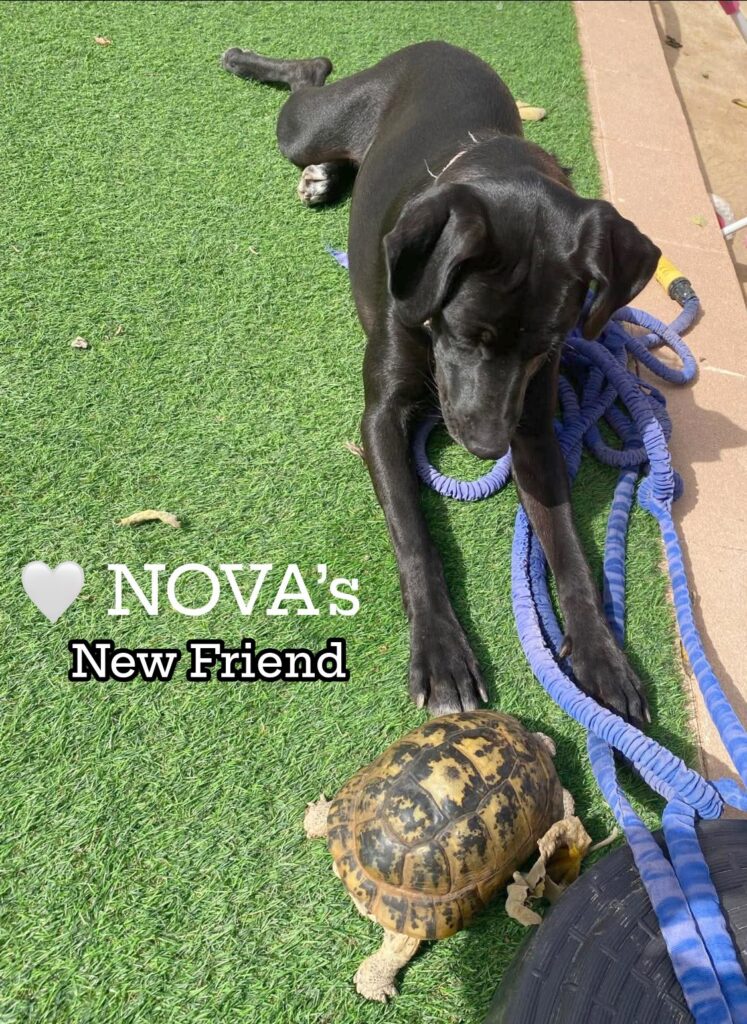Nova’s New Friend