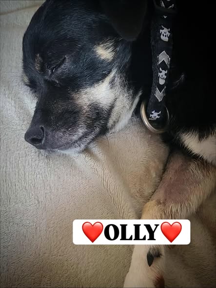 Olly Update