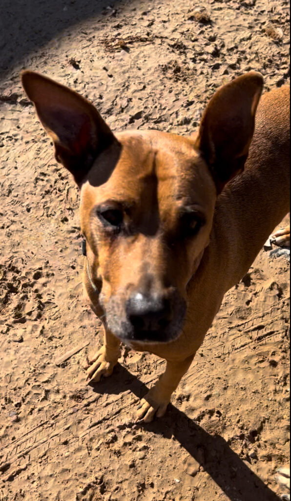 Scooby