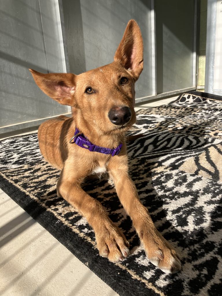 Ziggy