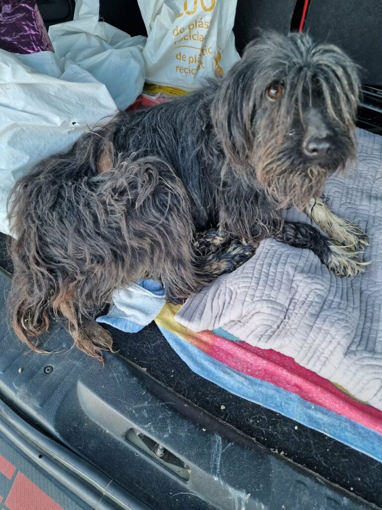 Rescued from Lower C Near the Farm Track
