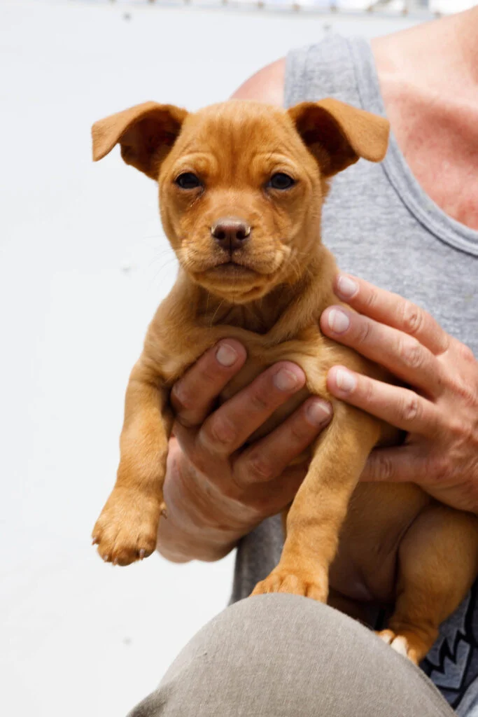 URGENT APPEAL for Short Term Puppy Foster