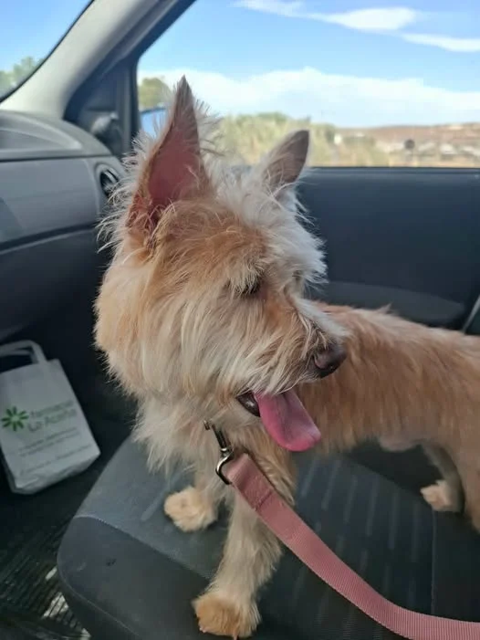 Tan Terrier Found on Camposol