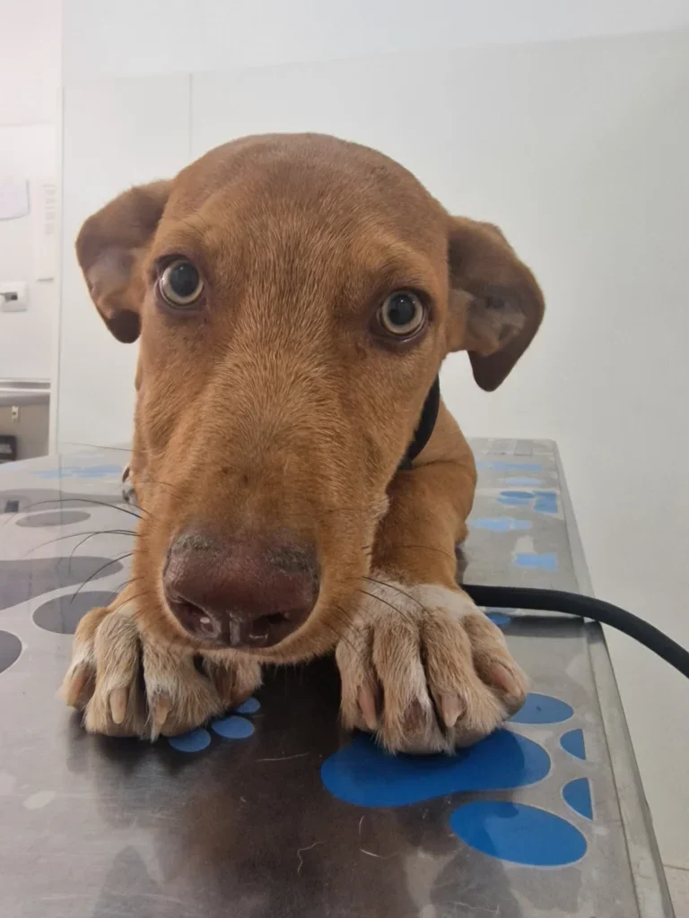 Rescue Dog Gus