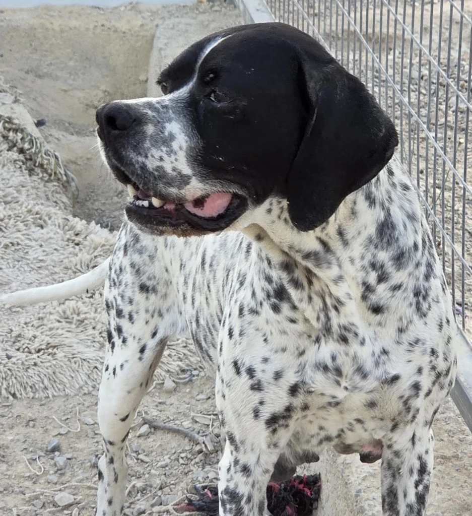 Betsy – English Pointer, Approximately 2 Years Old