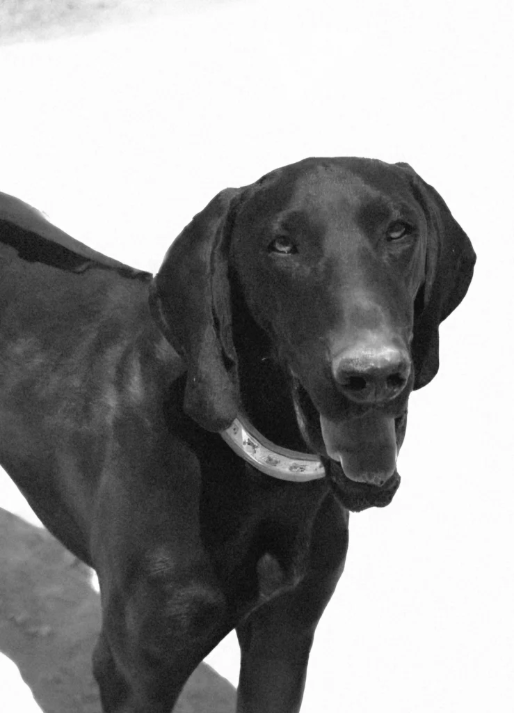 Bruno – Pointer approx 12-month-old