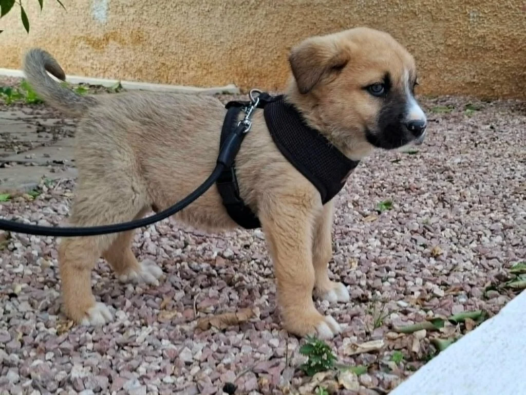 Jax