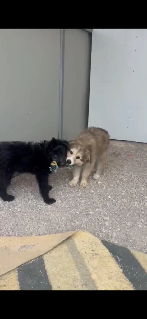 Puppies Rescued from Spanish Countryside