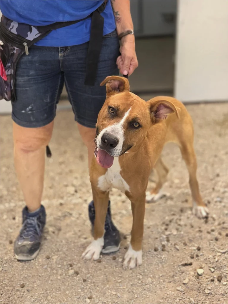Rescue dog Tara