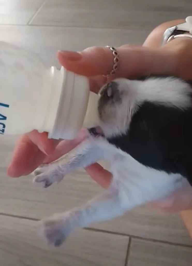 Puppy Yanny Getting Stronger Every Day!