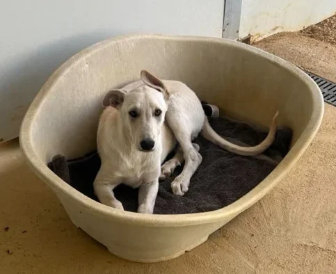 Young Male Dog Found